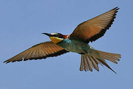 European Bee-eater