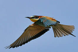 European Bee-eater