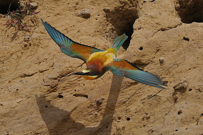 European Bee-eater male adult