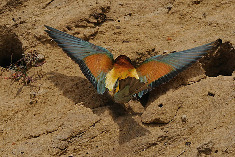 European Bee-eater male adult