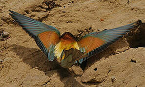 European Bee-eater