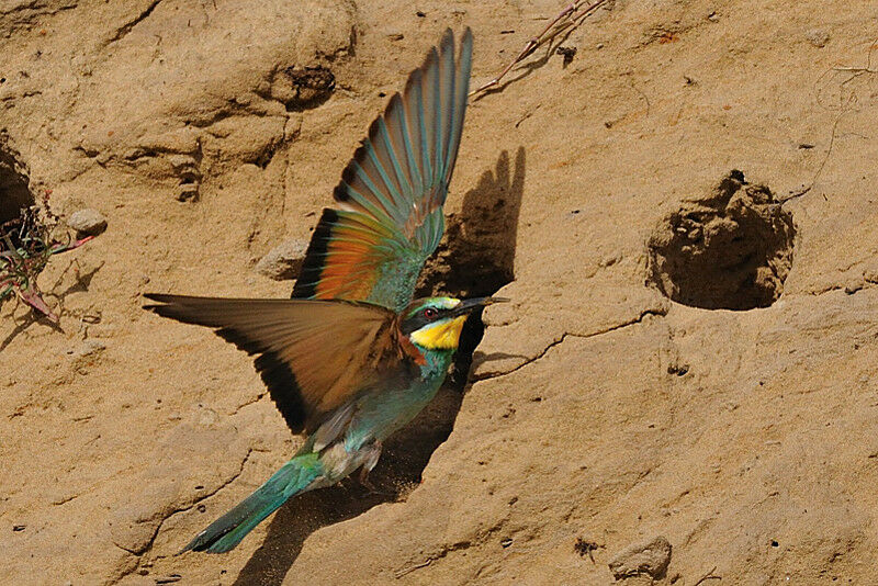 European Bee-eater female adult