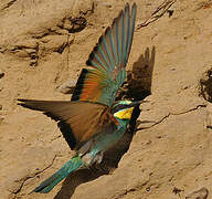 European Bee-eater