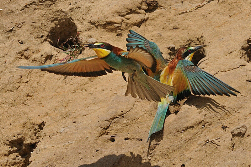 European Bee-eater adult breeding