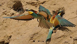 European Bee-eater