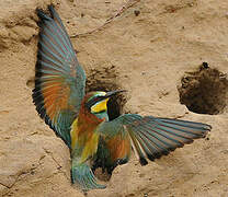 European Bee-eater