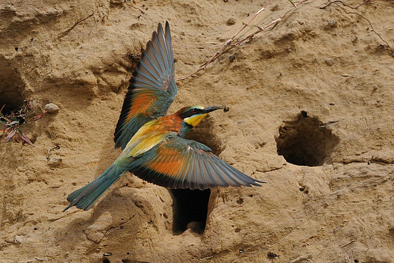 European Bee-eater female adult breeding