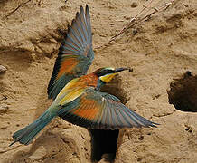 European Bee-eater