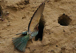 European Bee-eater