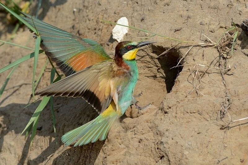 European Bee-eater male adult