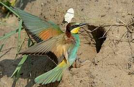 European Bee-eater