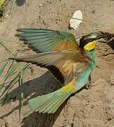 European Bee-eater