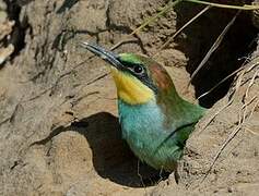 European Bee-eater