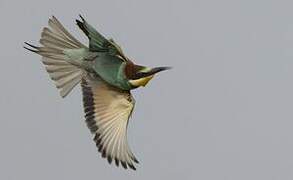 European Bee-eater