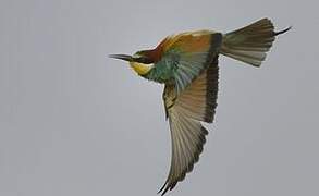 European Bee-eater