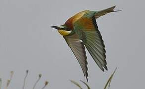 European Bee-eater