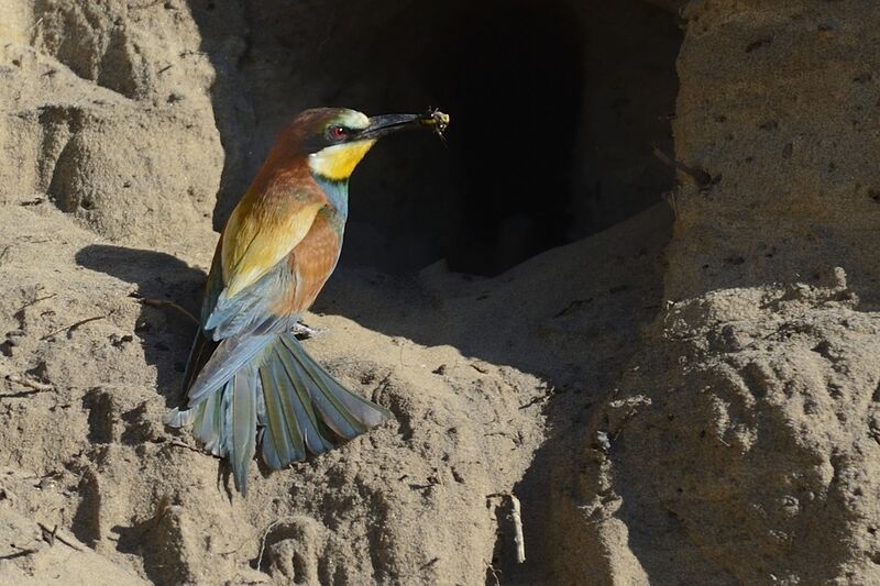 European Bee-eater male adult, Reproduction-nesting
