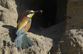 European Bee-eater