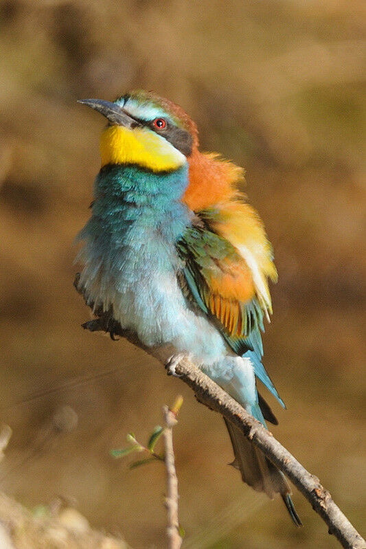 European Bee-eater