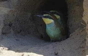 European Bee-eater