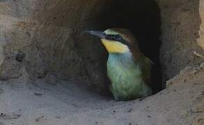 European Bee-eater