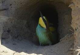 European Bee-eater