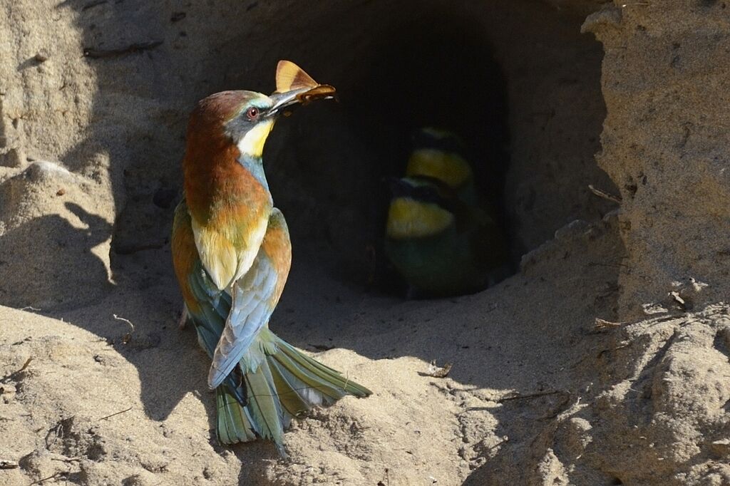 European Bee-eater, Reproduction-nesting