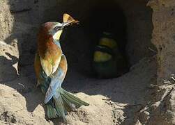 European Bee-eater