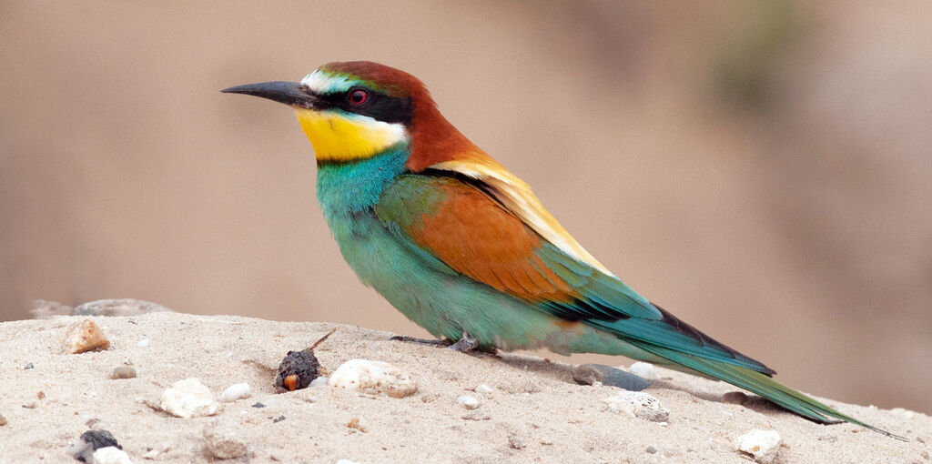 European Bee-eater