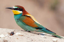 European Bee-eater