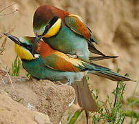 European Bee-eater