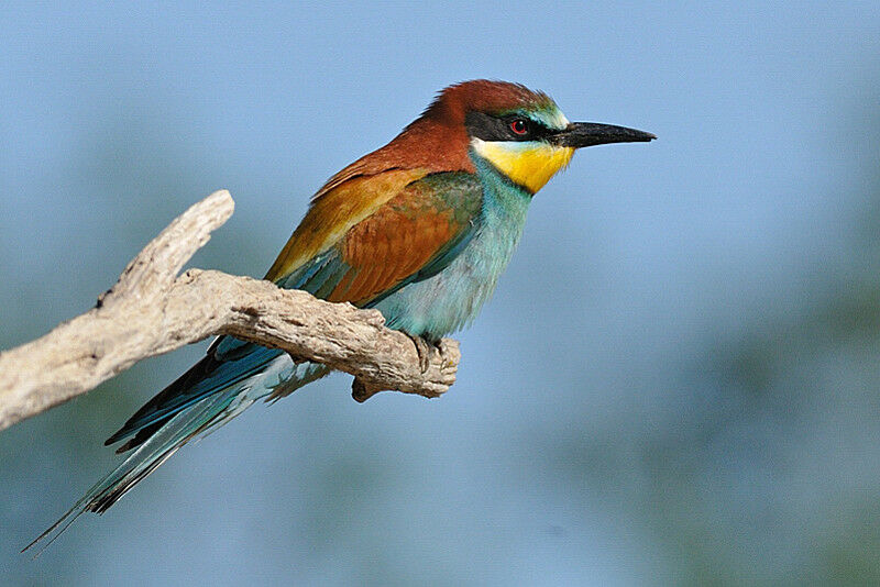 European Bee-eater