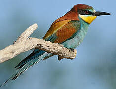 European Bee-eater