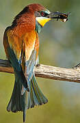 European Bee-eater