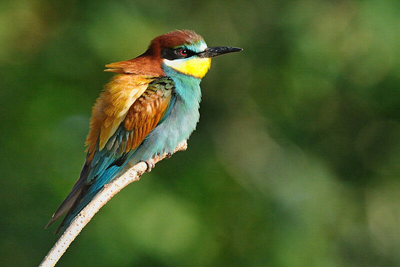 European Bee-eater