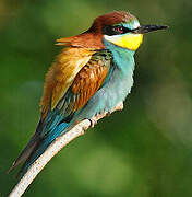 European Bee-eater