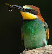 European Bee-eater