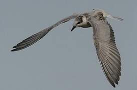 Whiskered Tern