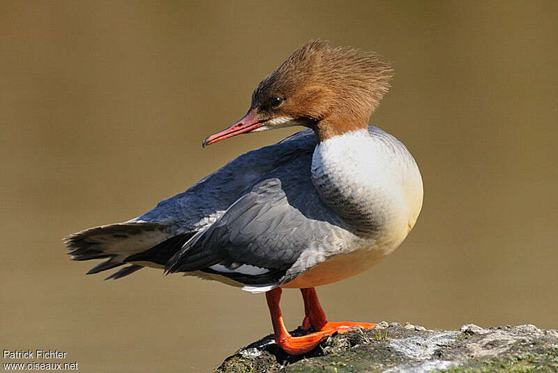 Common Merganser female adult breeding, identification