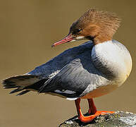 Common Merganser