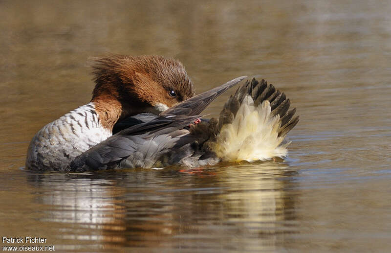 Common Merganser female adult, care