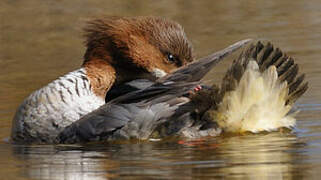 Common Merganser