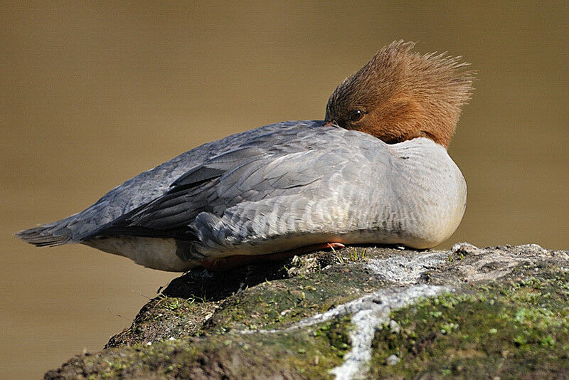 Common Merganser