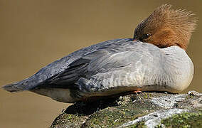 Common Merganser