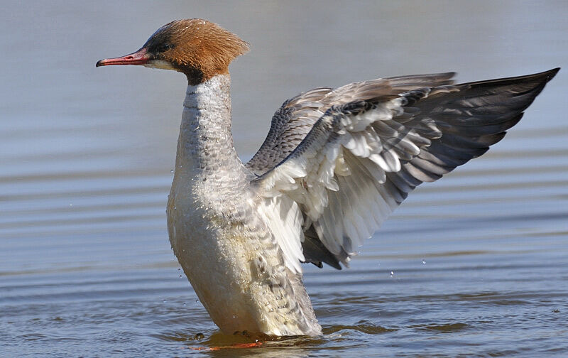 Common Merganser female adult