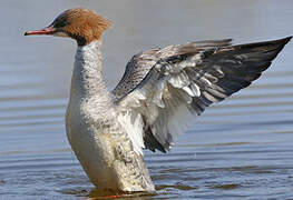 Common Merganser