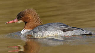 Common Merganser