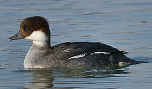 Smew