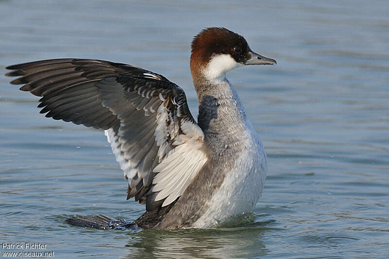 Smew female adult breeding, aspect, pigmentation