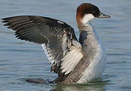 Smew